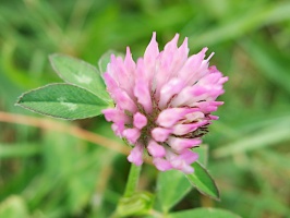 Clover at Higgins Farm Windmill IMG 4114